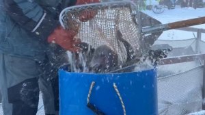 Зарыбление водоёма форелью в количестве 620 кг  Навеска 2-3.5 кг.