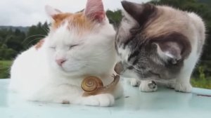 Приколы с котами! Видео смешных кошек и котят для хорошего настроения!