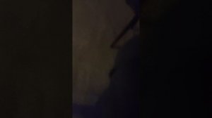 видео с собаками