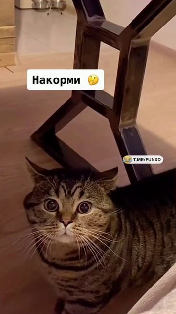 Накорми! 😿 смотреть онлайн
