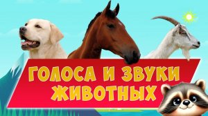 ЗВУКИ И ГОЛОСА ЖИВОТНЫХ. СМОТРИМ С ЕНОТОМ СЁМОЙ