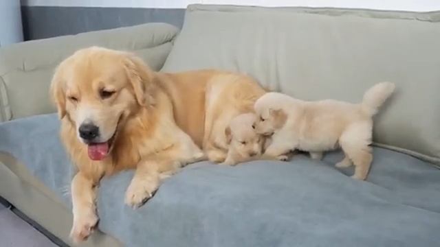 Щенок золотистого ретривера впервый раз встретили отца - 2025 год смотреть онлайн