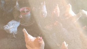 Что влияет на яйценоскость кур? 🐔🐓 Ответ на вопрос❓ 💬 🤔