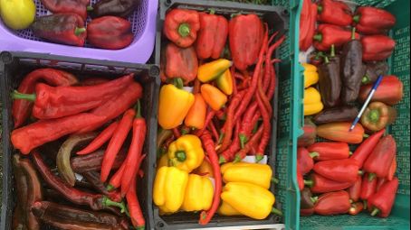 КОЛЛЕКЦИОНЫЕ СОРТА ПЕРЦА ОСТРОГО / СЛАДКОГО / ИНДЕТЕРМИНАНТНЫХ С ОРТОВ ТОМАТОВ смотреть онлайн