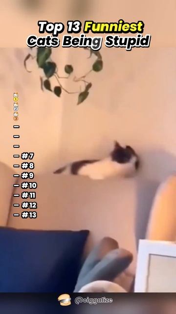 funny cat's смотреть онлайн