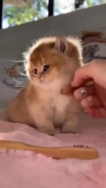 Котейка смотреть онлайн