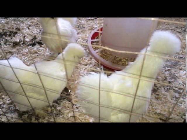 Из архива:Крапивные веники для кур 🐓 смотреть онлайн