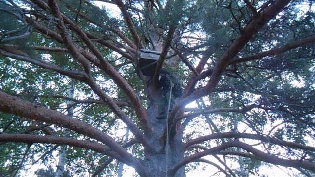 Как забираю ловушки с поймаными роями пчёл в лесу смотреть онлайн