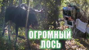 ГОН У ЛОСЕЙ проверка ФОТОЛОВУШКИ. ОСЕНЬ / ФОТОЛОВУШКА В ЛЕСУ