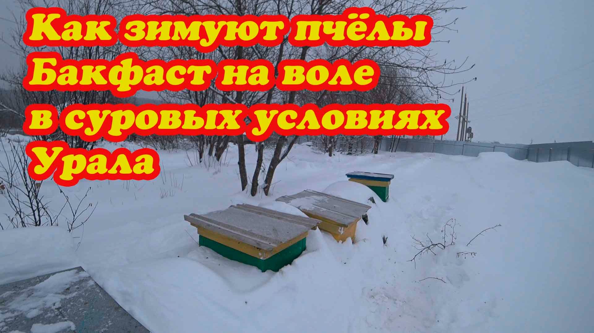 ЗИМОВКА ПЧЁЛ БАКФАСТА НА ВОЛЕ В СУРОВЫХ УСЛОВИЯХ УРАЛА ПРИ -40 смотреть онлайн