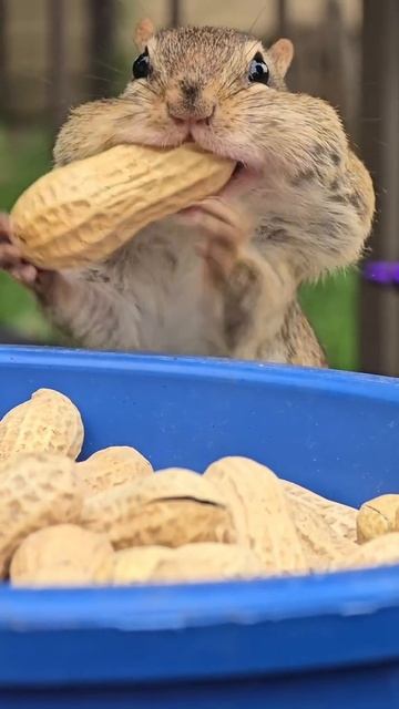 Бурундуки крайне запасливые грызуны 😋 смотреть онлайн