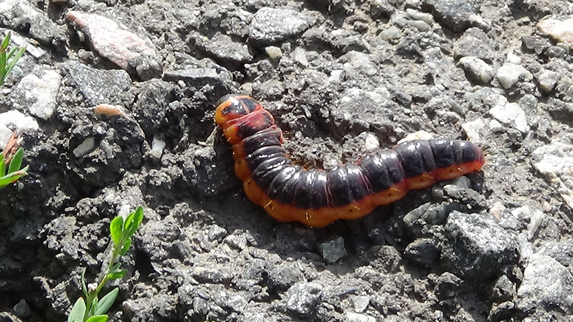 большая красная гусеница с черной головой календарь 2026 смотреть онлайн