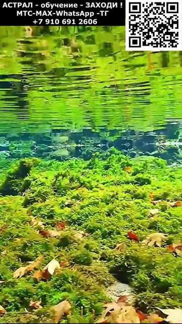 Красивый отдых на озере Релакс #красивый #позитивный #релакс #приятный #чудесный #вид #цветы #пейзаж смотреть онлайн