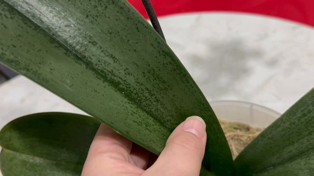 ФОКУС на орхидею фаленопсис Jillion (Джиллион) смотреть онлайн