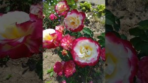 С днем рождения, мама