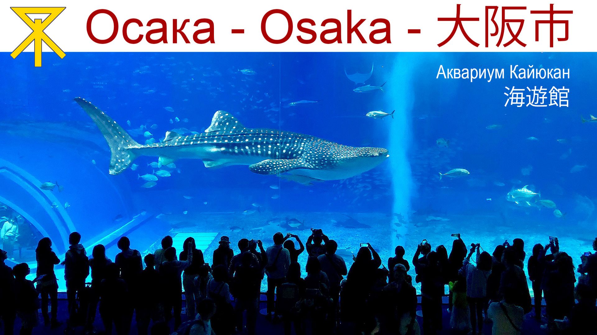 Океанариум «Аквариум Кайюкан» — последний день в Японии смотреть онлайн