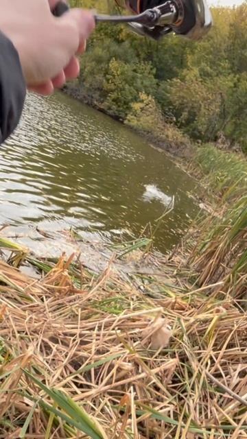 Щука в камышах на воблер