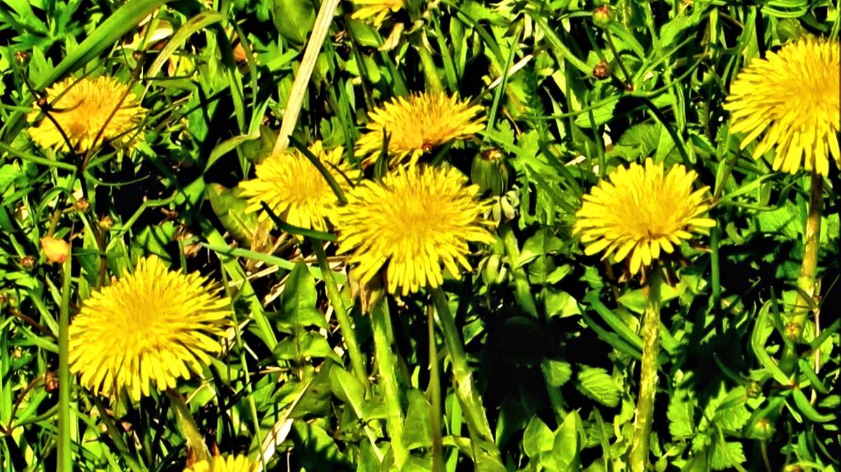 Аромат одуванчиков смотреть онлайн