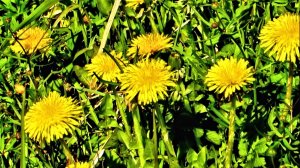 Аромат одуванчиков