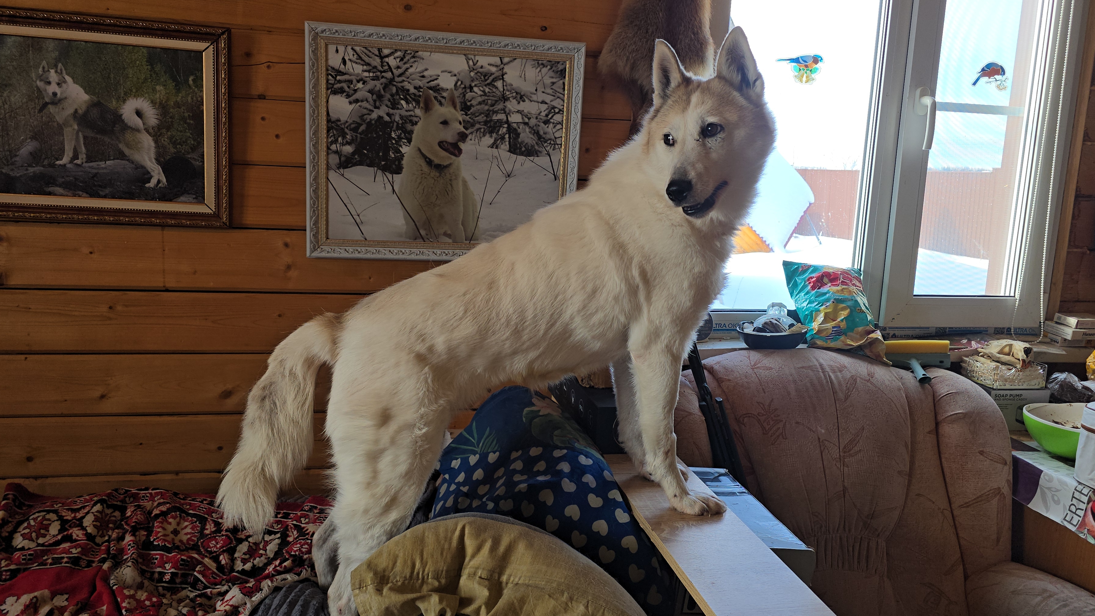 Освободил Белкунью смотреть онлайн