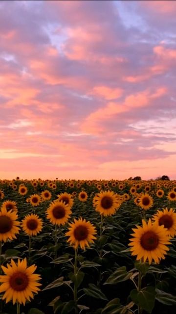 Розовые облака над полем с подсолнухами