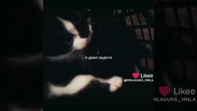 котики милые тг канал в описании смотреть онлайн