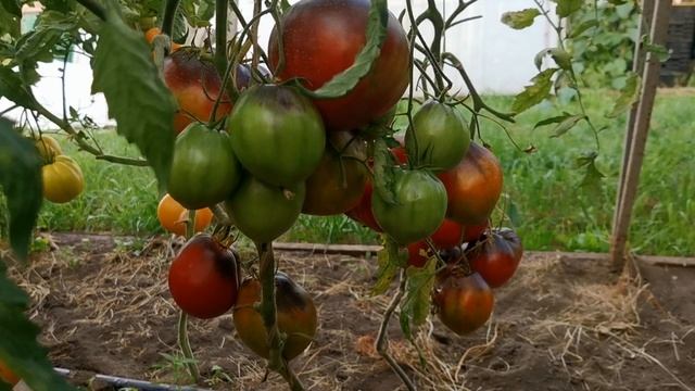 pomidom.ru Помидоры — Бронзовое Сердце Сержанта Пеппера