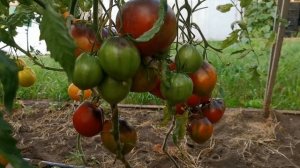 pomidom.ru Помидоры - Бронзовое Сердце Сержанта Пеппера