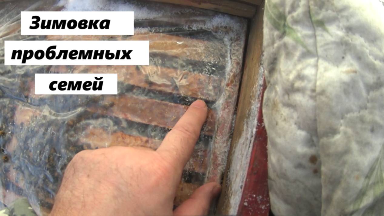 Зимовка проблемных пчелиных семей смотреть онлайн