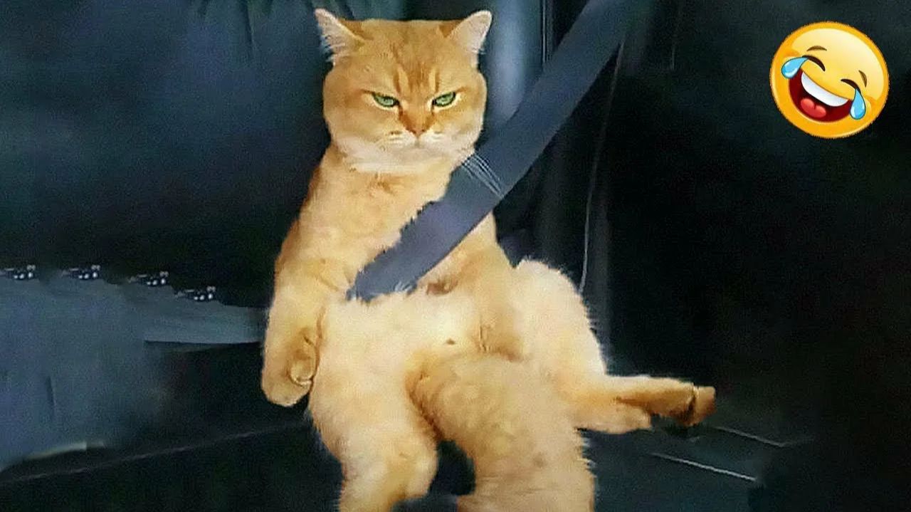 Смешные и забавные животные 😻😺 Лучшие приколы с животными 🐶 смотреть онлайн