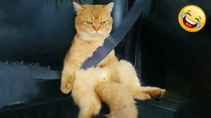 Смешные и забавные животные 😻😺 Лучшие приколы с животными 🐶