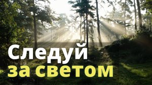 Солнечный путь. Путешествие сквозь лес. | Музыка и звуки леса для релакса | Антистресс