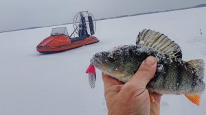 Гоняли в мороз -26, спасали жерлицы.