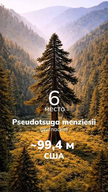 🌲 ТОП-10 самых высоких видов деревьев на планете смотреть онлайн