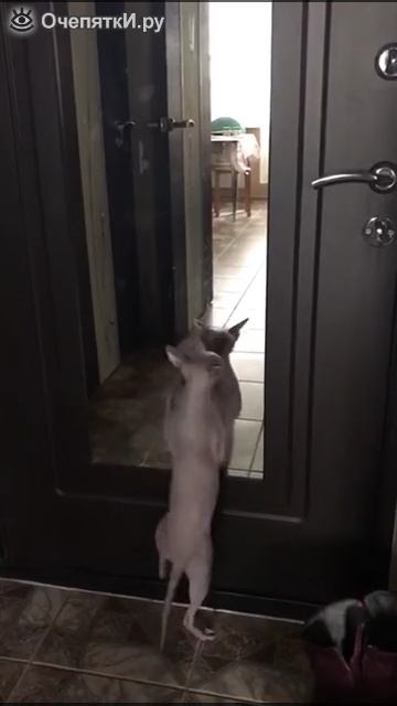 Как выглядит кошачья вечеринка смотреть онлайн