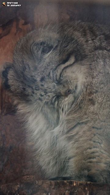 Манул Намика умывает ухо. Ленинградский зоопарк