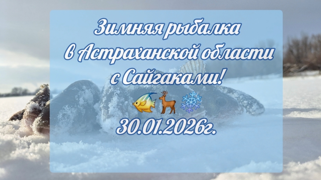 Зимняя рыбалка в Астраханской области с Сайгаками 30.01.2026г. смотреть онлайн