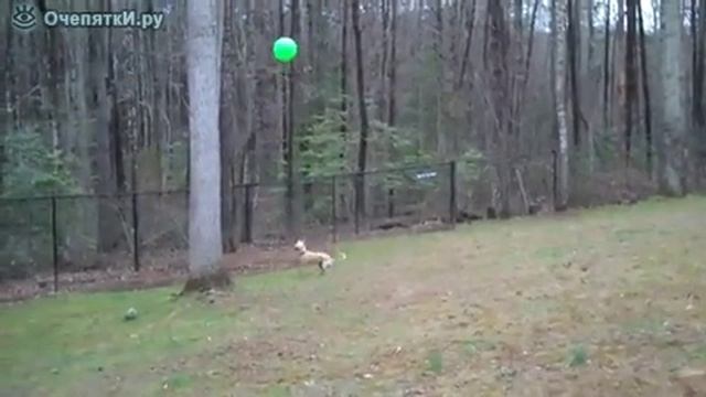 Собака играет в мяч сама с собой Собака играет в мяч сама с собой