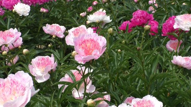 Пион жемчужная россыпь Пион жемчужная россыпь