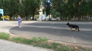 Дрессировщик Игорь Алтайский. Отзыв. Дрессировка немецкой овчарки.