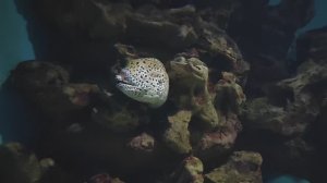 Мурены. Мурена леопардовая. Мурена сетчатая. Гигантская мурена. Рыбы. Рыбки. Океанариум РИО
