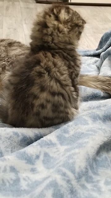 Буся играется # Буся Буся играется # Буся