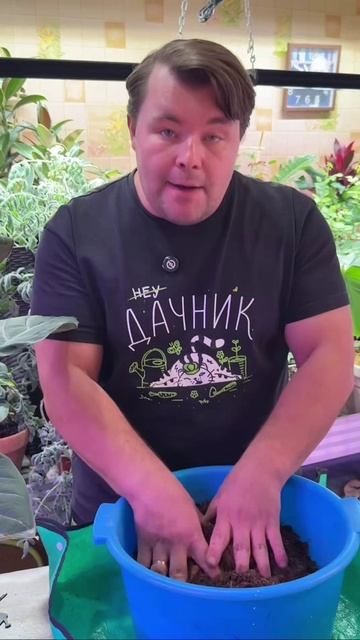 Идеальный грунт для алоказии и ароидных растений