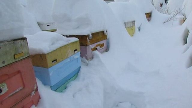 февраль на пасеке , пчела Элгон на ячейке 5,16 мм , 1.02.2026 смотреть онлайн