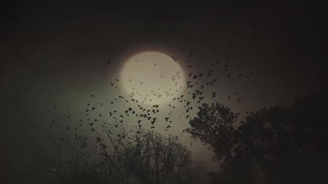 Вороны ночью… Эмбиент…