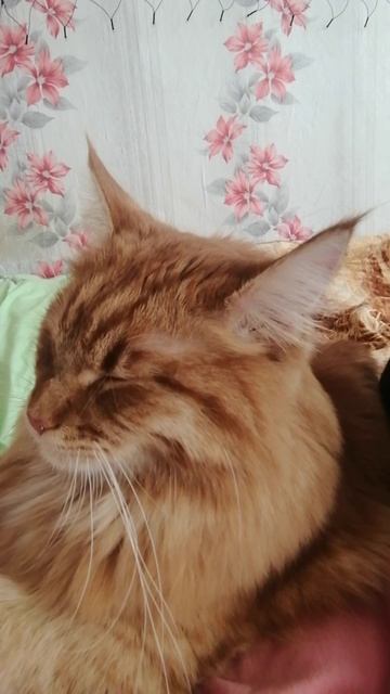 Мур мяю... смотреть онлайн