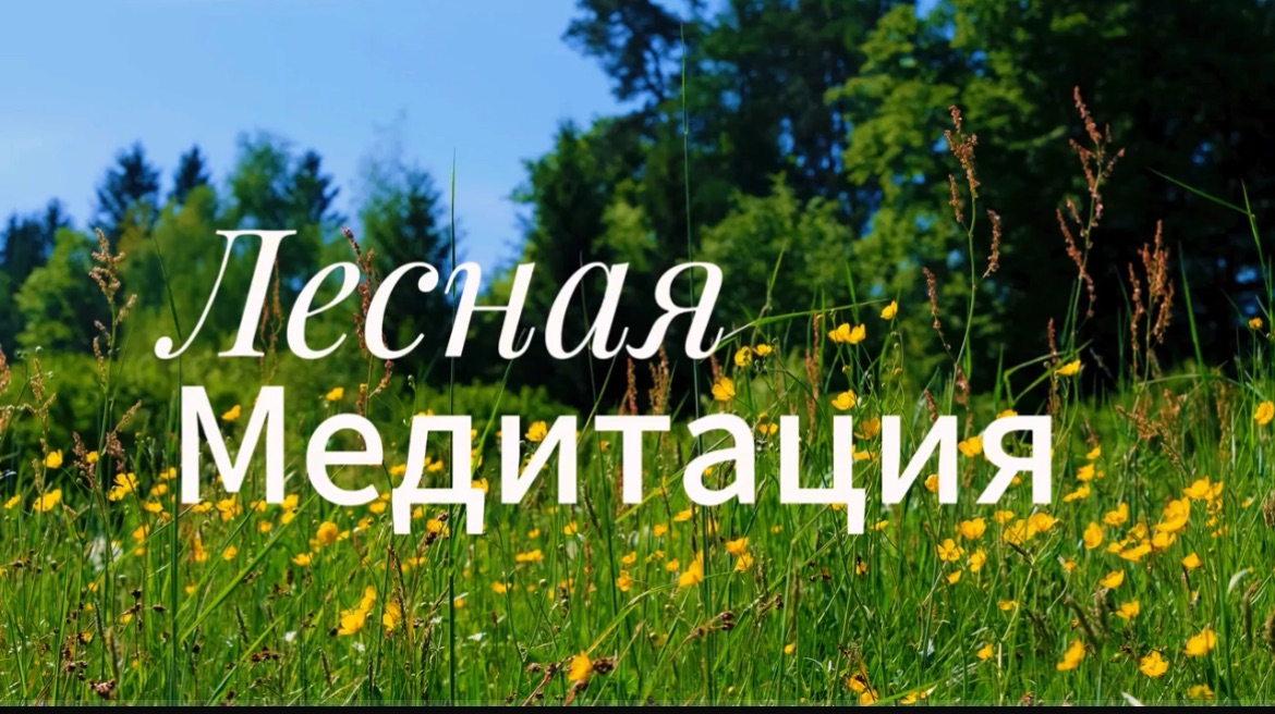 Медитация в лесу. Пение птиц. Релакс. смотреть онлайн