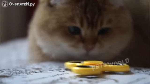 Разные животные смешат до слёз смотреть онлайн