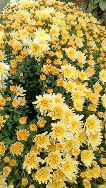 Саженцы хризантемы