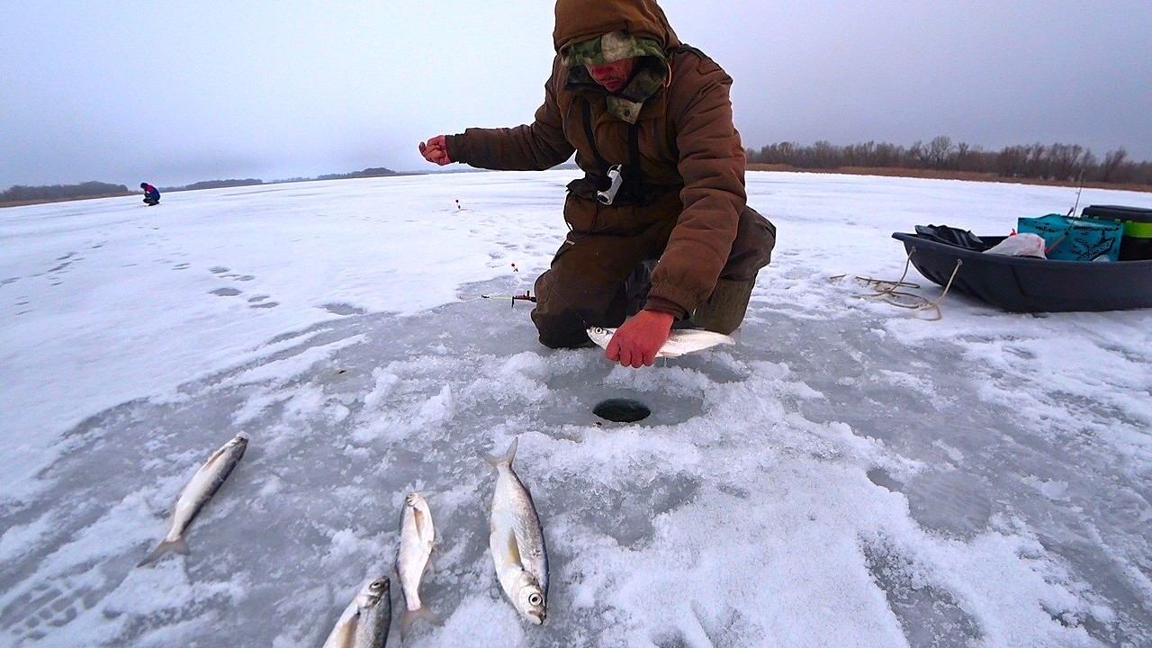 ЗИМНИЙ ДЕЛИКАТЕС... КРУПНАЯ ЧЕХОНЬ, ИКРЯНАЯ ГУСТЕРА!!! ЗИМНЯЯ РЫБАЛКА НА РЕКЕ смотреть онлайн